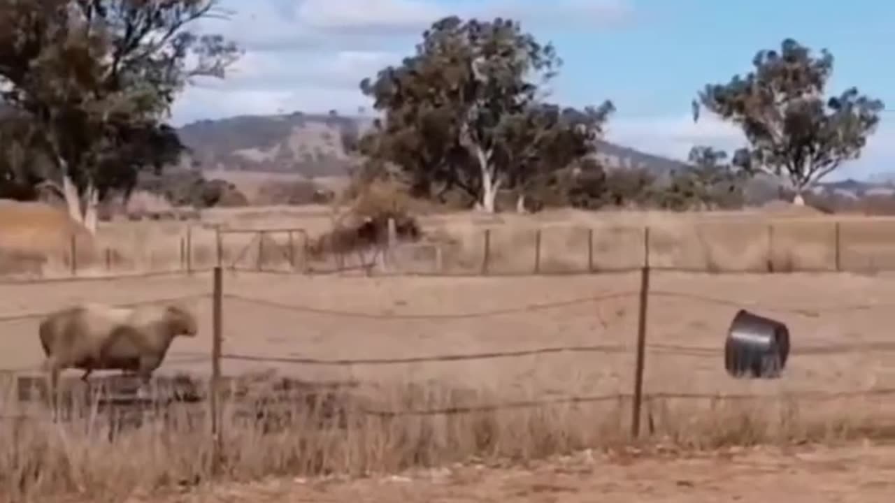 Sheep VS Bucket