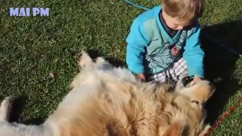 Golden Retriever Dog And Baby Are Best Friend - Cute Dogs Love Babies Compilation omg dog