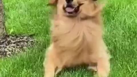 Shorts Funny Animals 🤣 Shorts Funny Dog 🐶