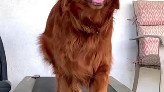 Dark Red Golden Retriever On The Treadmill