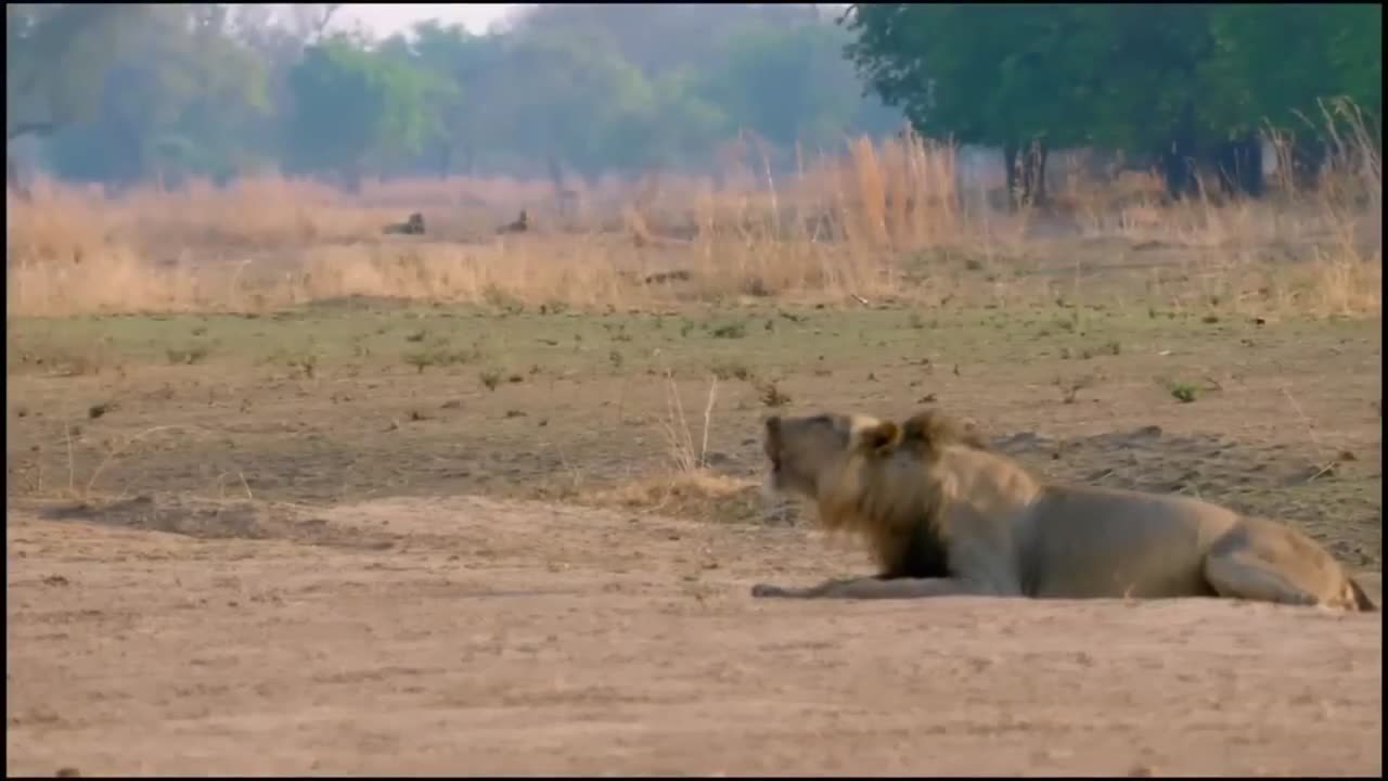 Grup lions in savanna..!!!