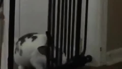 Bunny trying to open gate but it keeps closing