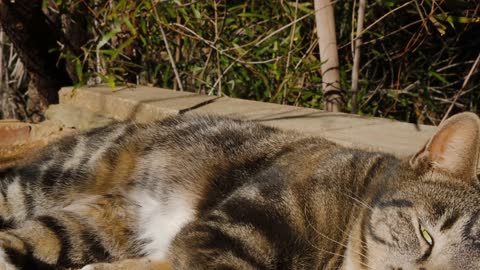 Cat Lying on the Soil Outdoors