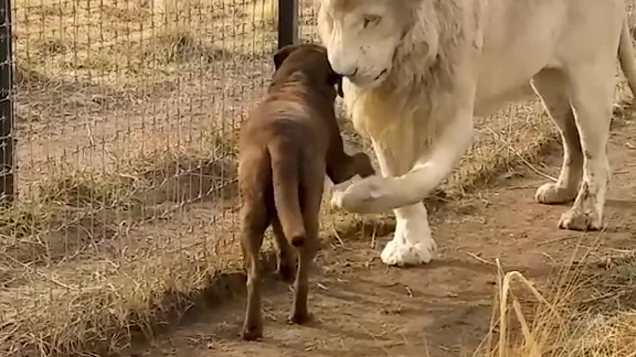 Lion 🦁 vs Dog 🐶