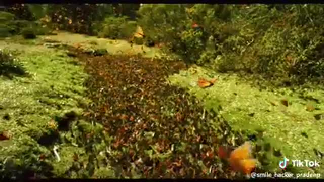 Butterfly Video