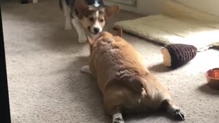 Corgis Play the Lazy Way