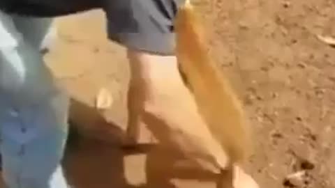 Dog 🐕 funny video 😂