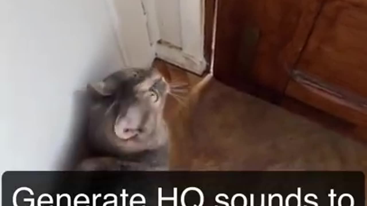 funny animal videos