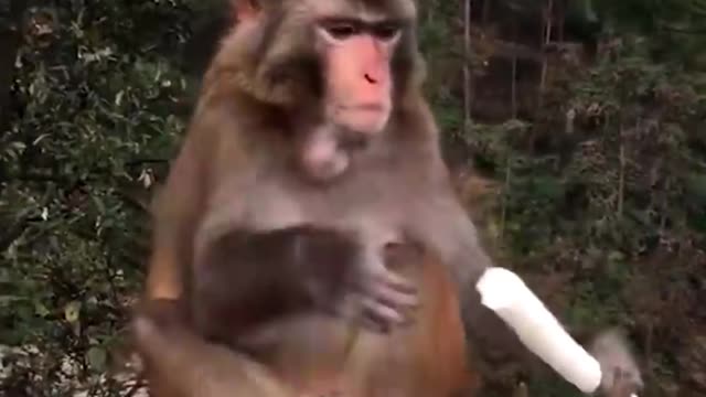 Funny Monkey Video that will drive you crazy 😂😂