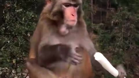 Funny Monkey Video that will drive you crazy 😂😂