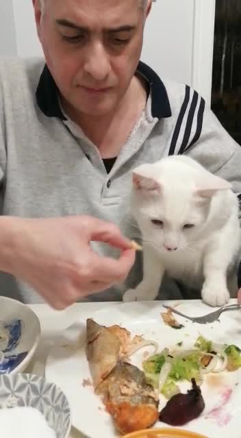 Yummy Pussy Cat