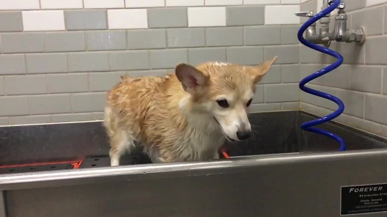 Corgi shaking its body in slow motion