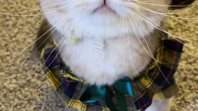 My beautiful little cat