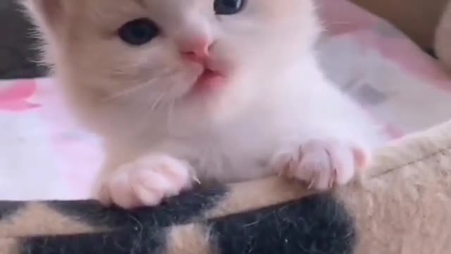 very cute cat🥰🥰🥰