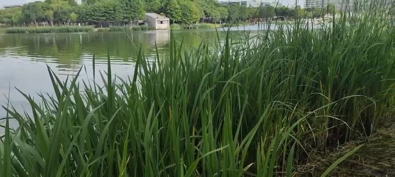 Bridge reed lake sky is beautiful and happy