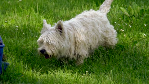 CUTE DOG IN THE FIELD