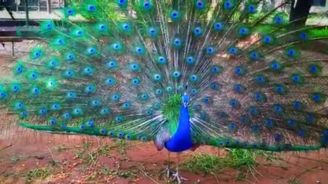 Beautiful peacock dance❤❤ must see this beauty