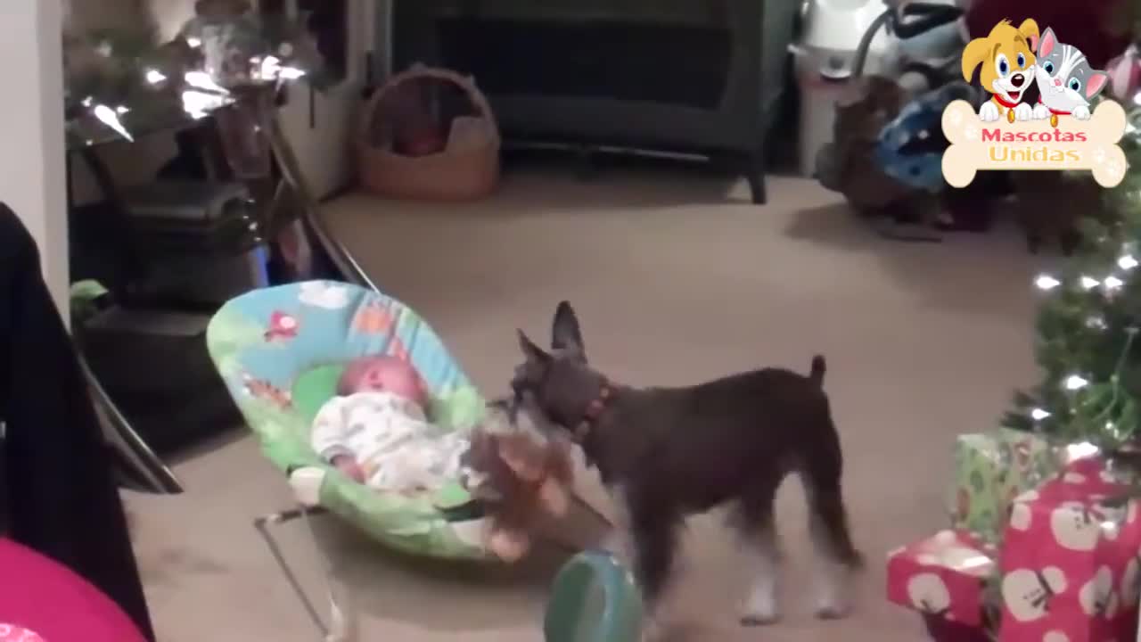 Funny & Cute Dogs And Kids