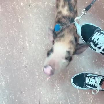 Spotted pig on leash on subway train