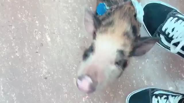 Spotted pig on leash on subway train