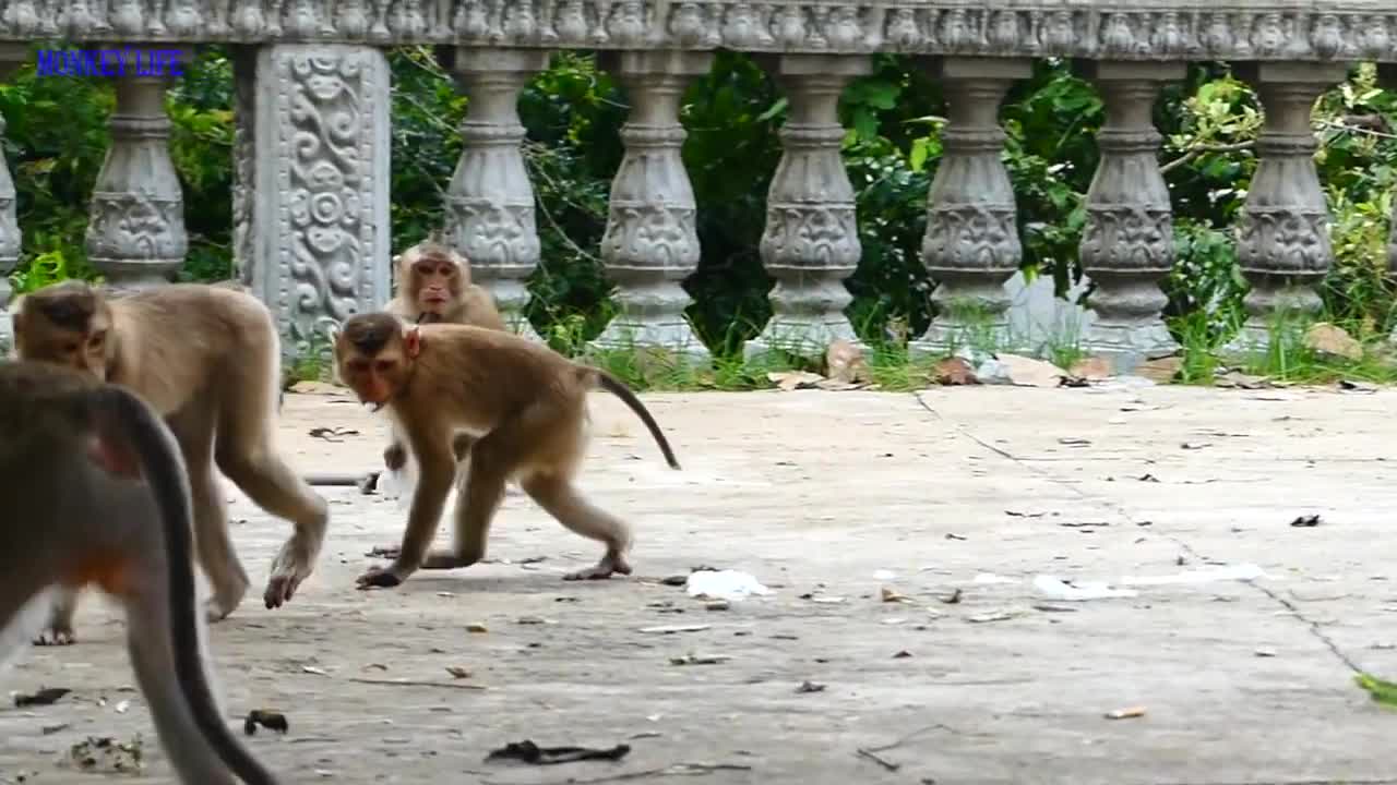 Funny snake vs monkeys video