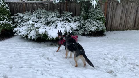 Fiona & Hanz in the snow