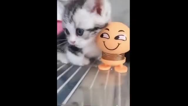 Funny Kittens Playing With A Toy