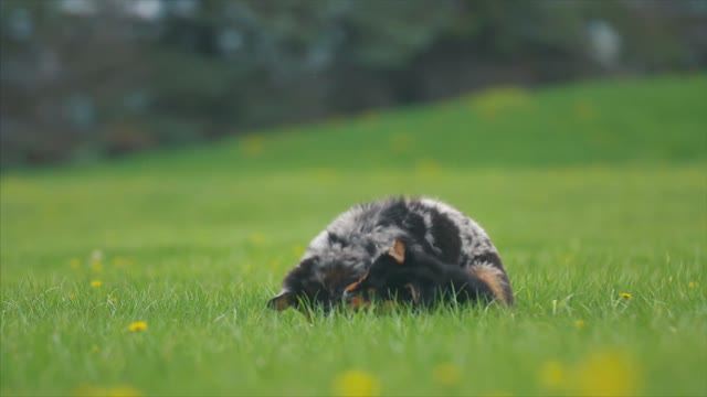 Two cute baby dogs playing