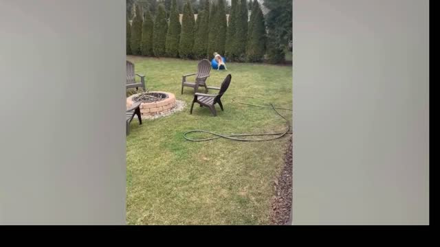 Best Funny Animal Videos,funny dog video