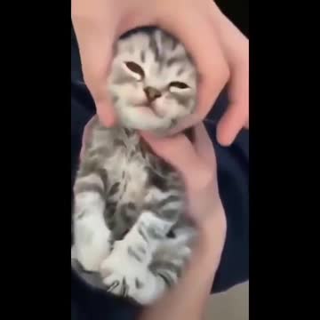 Cute Kitten getting a massage