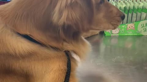 Golden Retriever Catches Snacks