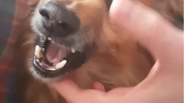 Funny Angry La La Dog