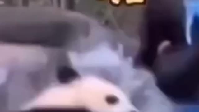 Cute Panda Hitting on Girl's Head (Funny)