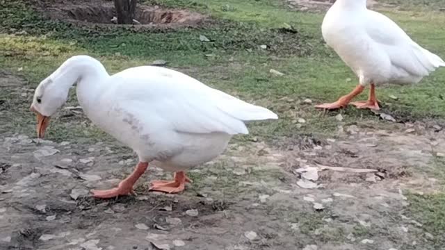 Cute Goose Noises Video By Kingdom Of Awais