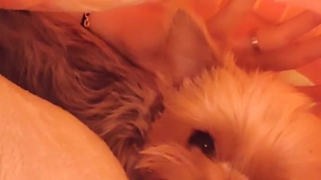The puppy is angry. That look is so cute.