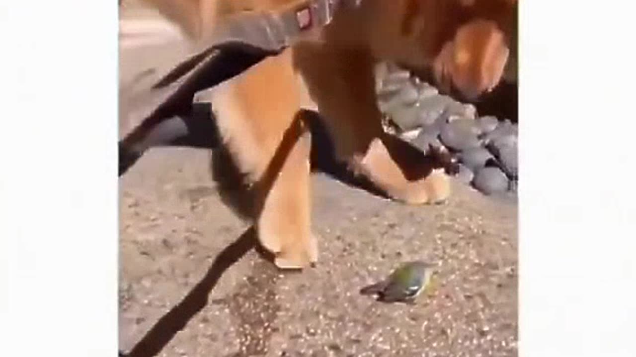 Funny animals video 🤣🤣 extremely funny 😂😂