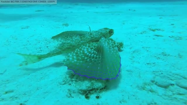 10 Amazing Sea Creatures You've Never Seen Before