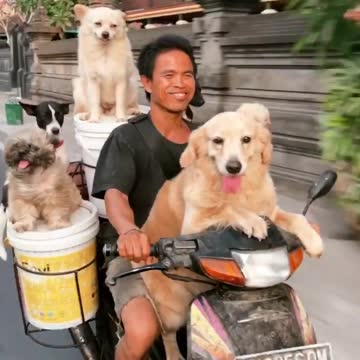 Meet Cute Friends Together 🐶🐶🐶🐶🐶