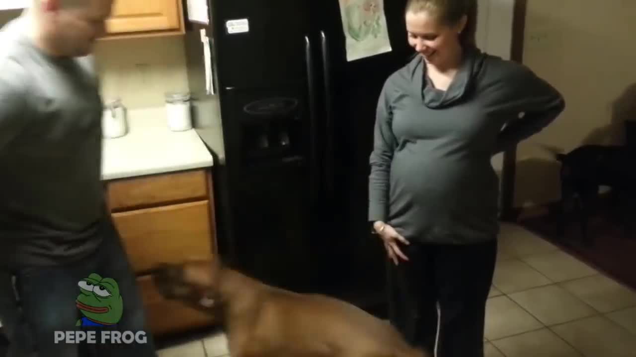 Animals Reaction to Pregnant Women - Animals Love and Protects Pregnant Women Compilation 2021