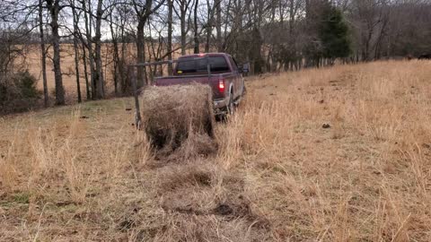 Feeding Hay