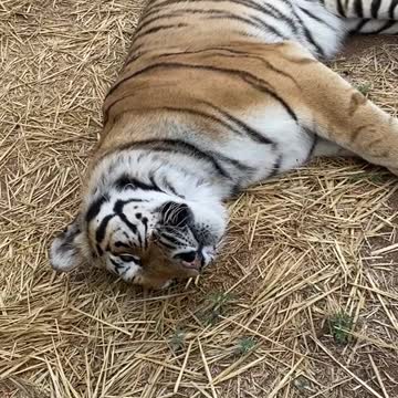 Jubilee enjoying an afternoon roll