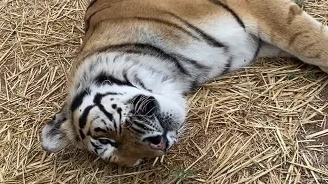 Jubilee enjoying an afternoon roll