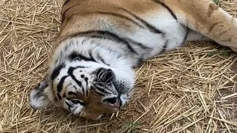 Jubilee enjoying an afternoon roll