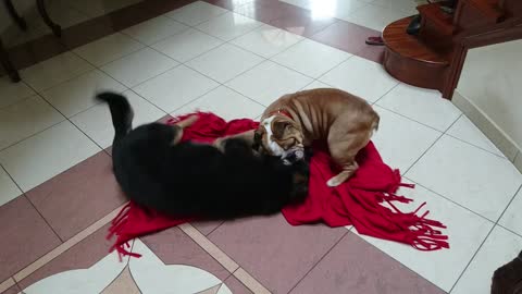 German Shepherd and English Bulldog play together