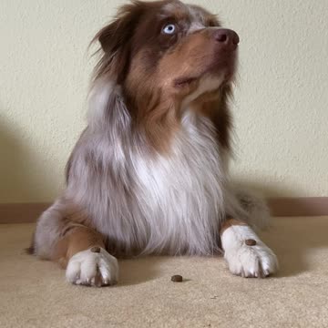 Cute dog tries to resist the treats