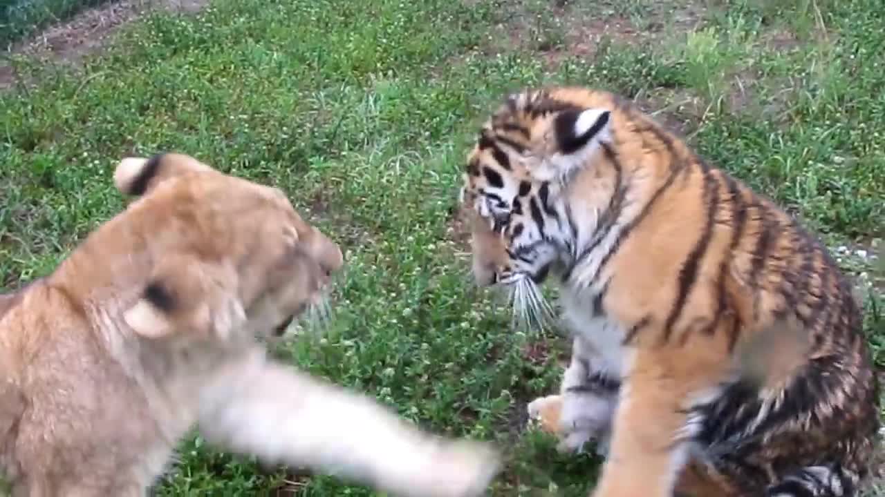 Baby Lion VS Tiger HD