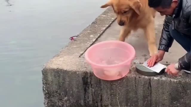 Cute Baby Trying To Learning Something New | #cutedogs