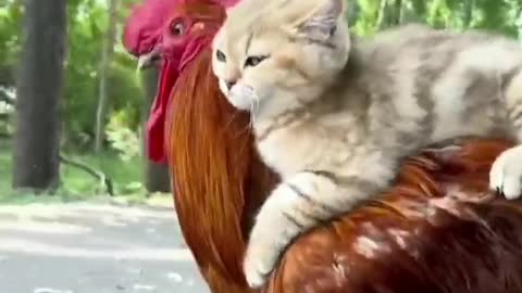 Kitten and rooster