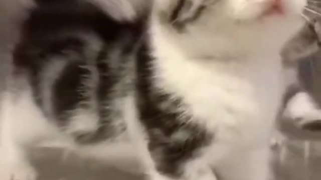 funny kittens are trying to play.