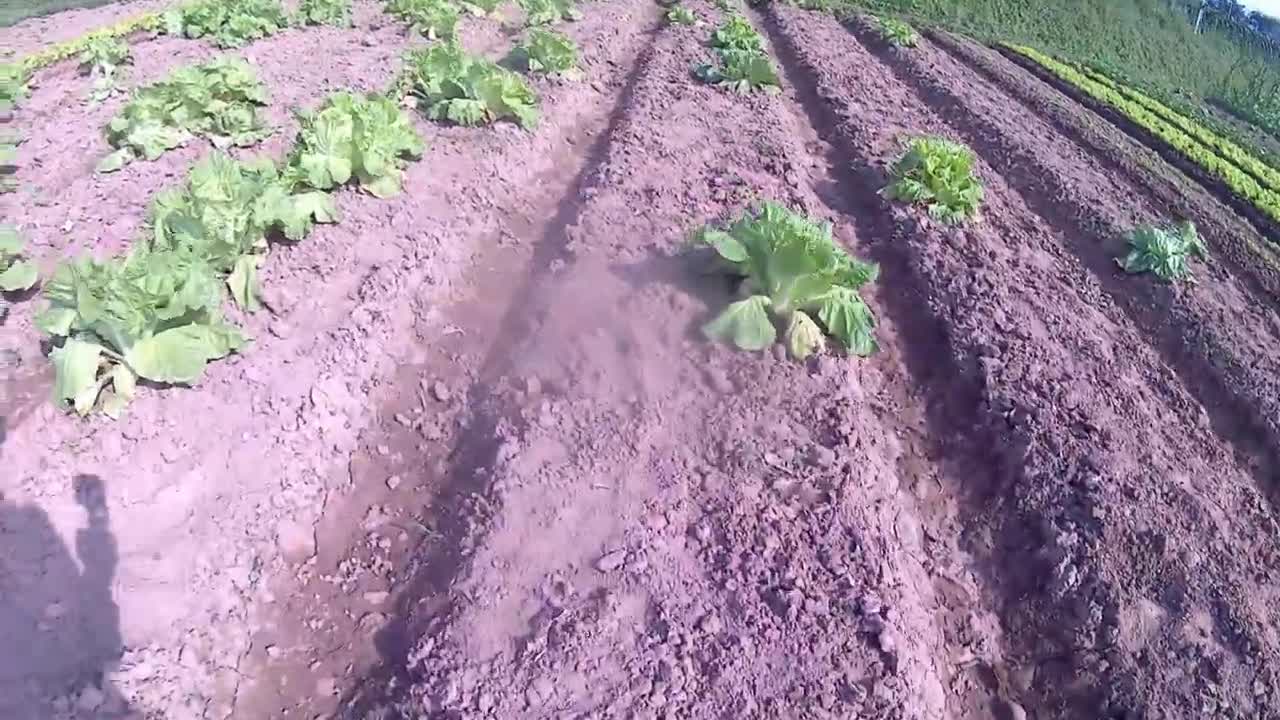 Pick three Chinese cabbage this afternoon and go home to cook and eat😂
